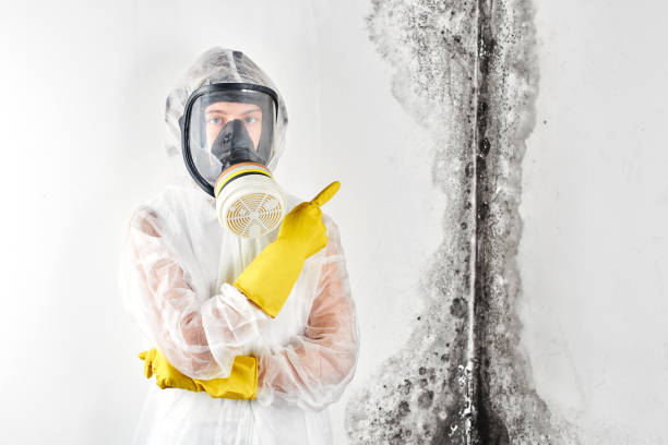 Best Residential Mold Inspection & Testing  in Glen Ellen, CA